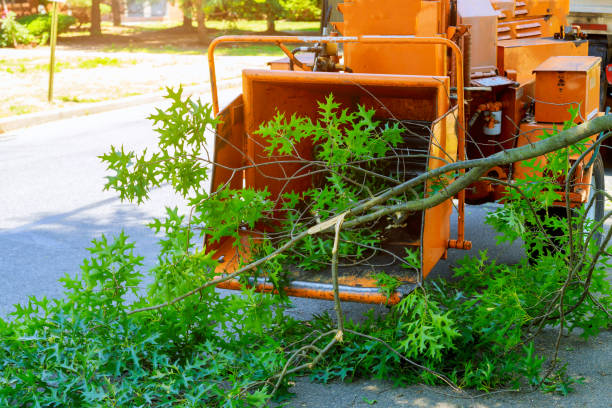 Best Storm Damage Tree Cleanup  in Lincoln Beach, OR