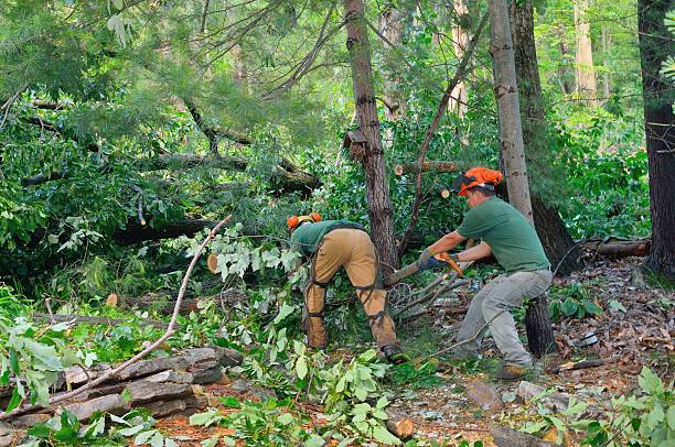 Best Fruit Tree Pruning  in Lincoln Beach, OR