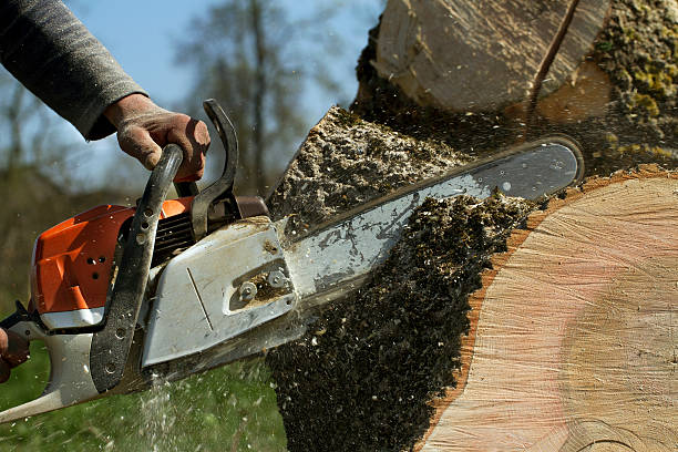 Reliable Lincoln Beach, OR Tree Services Solutions