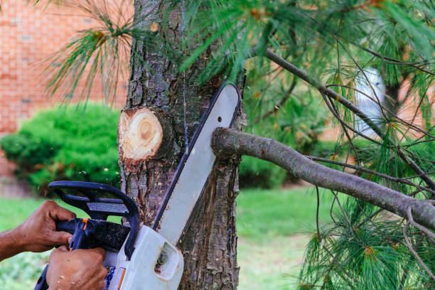 Best Tree Preservation Services  in Lincoln Beach, OR
